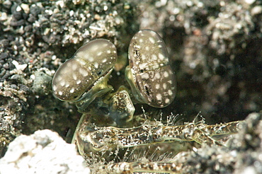 Olive coloured mantis shrimp (Gonodactylus platysoma), Sulawesi, Indonesia, Southeast Asia, Asia