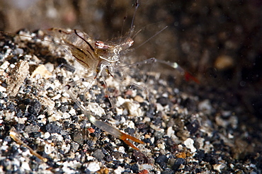 Commensal shrimp (Periclimenes tenuipes), Sulawesi, Indonesia, Southeast Asia, Asia