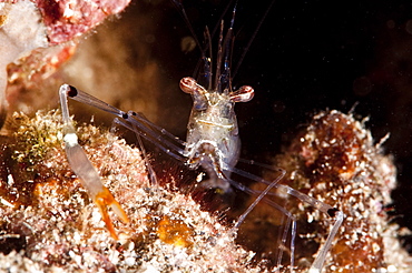 Commensal shrimp (Periclimenes tenuipes), Sulawesi, Indonesia, Southeast Asia, Asia