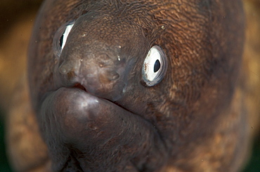 White eyed moray eel (Siderea thysoidea), Sulawesi, Indonesia, Southeast Asia, Asia