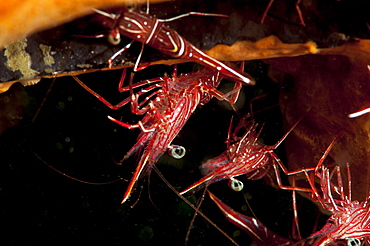 Hinge beak shrimp (Rhynchocinete durbanensis), Sulawesi, Indonesia, Southeast Asia, Asia