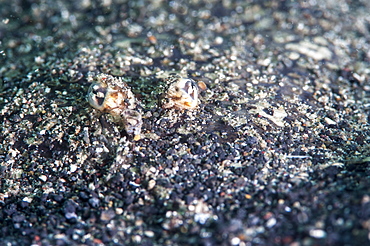 Largescale flounder (Engyprosopon grandisquama), Sulawesi, Indonesia, Southeast Asia, Asia