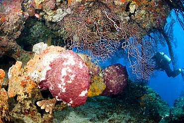 Coral encrusted overhang, St. Lucia, West Indies, Caribbean, Central America