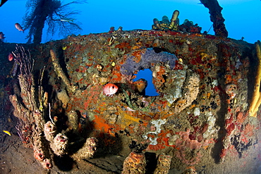 Coral encrusted porthole on the Lesleen M wreck, a freighter sunk as an artificial reef in 1985 off Anse Cochon Bay, St. Lucia, West Indies, Caribbean, Central America