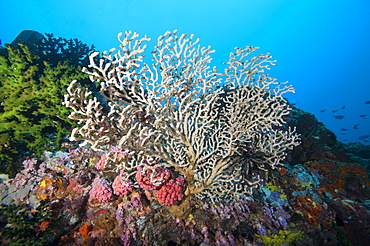 Reef scene, Sulawesi, Indonesia, Southeast Asia, Asia