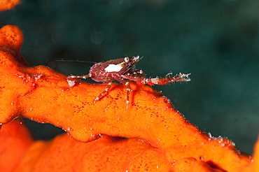 Squat lobster (Galathea sp.), Sulawesi, Indonesia, Southeast Asia, Asia