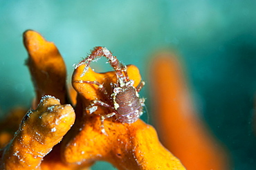 Squat lobster (Galathea sp.), Sulawesi, Indonesia, Southeast Asia, Asia