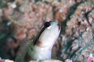 Black line shrimp goby (Myersina nigrivirgate), Sulawesi, Indonesia, Southeast Asia, Asia