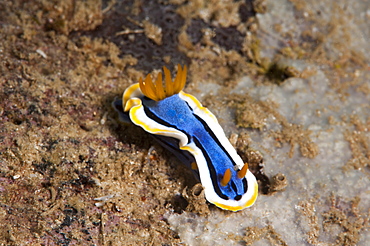 Nudibranch (Chromodoris annae), Sulawesi, Indonesia, Southeast Asia, Asia