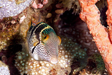 Mimic filefish (Paraluteres prionurus) minics black saddled toby, Sulawesi, Indonesia, Southeast Asia, Asia