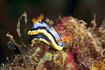 Nudibranch (Chromodoris annae), Sulawesi, Indonesia, Southeast Asia, Asia