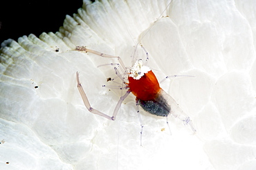 Commensal shrimp (Periclimenes kororensis), Sulawesi, Indonesia, Southeast Asia, Asia