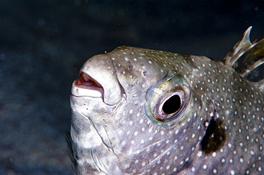 Long finned drummer (Kyphosus vaigiensis), Sulawesi, Indonesia, Southeast Asia, Asia