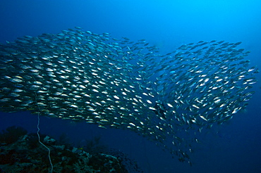 School of fish formed into a heart shape, Thailand, Southeast Asia, Asia