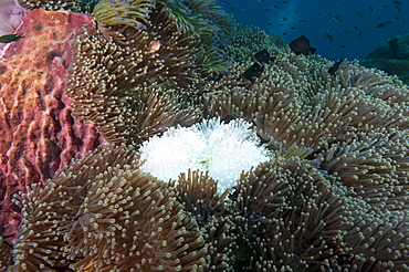 Albino anemone, Thailand, Southeast Asia, Asia