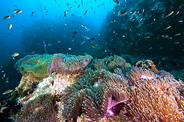 Carpet of anemones, Thailand, Southeast Asia, Asia