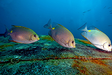 Three golden rabbitfish (Siganus guttatus) feeding, Thailand, Southeast Asia, Asia