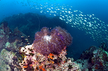 Anemone at Chumporm Pinnacle, Thailand, Southeast Asia, Asia