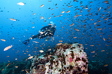 Diver swimming through a school of fish, Thailand, Southeast Asia, Asia