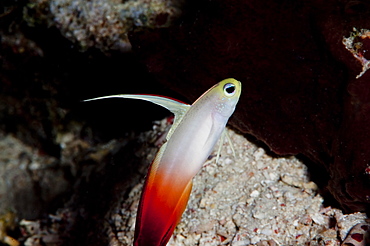 Fire dartfish (Nemateleotris magnifica), Komodo, Indonesia, Southeast Asia, Asia