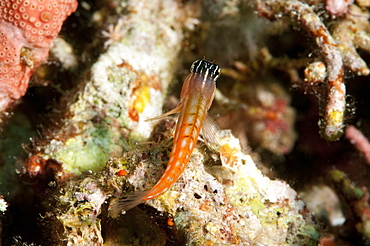 Bath's blenny (Ecsenius bathi), localized, Komodo, Indonesia, Southeast Asia, Asia