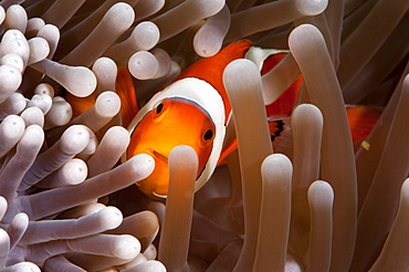 Clark's anemonefish (Amphiprion clarkii), Komodo, Indonesia, Southeast Asia, Asia