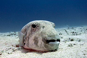 Star pufferfish (Arothron stellatus), Komodo, Indonesia, Southeast Asia, Asia