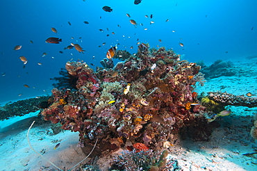 Reef scene, Komodo, Indonesia, Southeast Asia, Asia