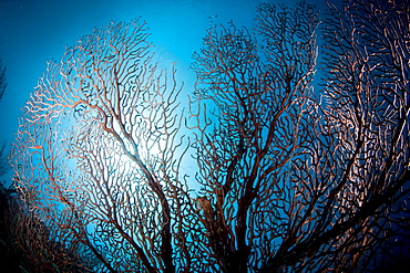 Fan coral and sunburst, St. Lucia, West Indies, Caribbean, Central America