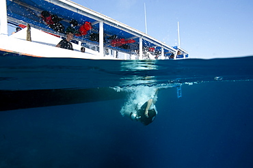 Diver back-rolling off a boat into the water, Komodo, Indonesia, Southeast Asia, Asia