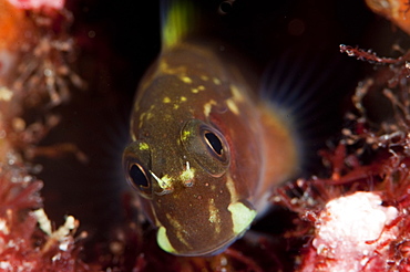 Yellow tailed blenny (Ecsenius namiyei, Komodo, Indonesia, Southeast Asia, Asia