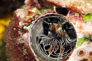 Inside of a tube worm, Komodo, Indonesia, Southeast Asia, Asia