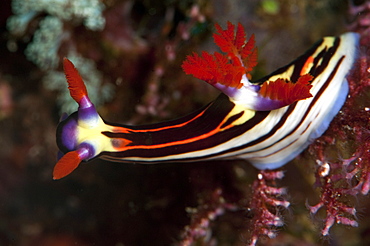 Nembrotha purpureolineata nudibranch, Komodo, Indonesia, Southeast Asia, Asia