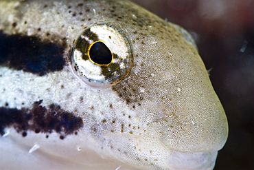 Female shorthead fangblenny (Petroscirtes breviceps), Philippines, Southeast Asia, Asia