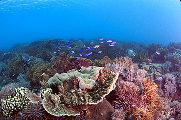 Reef scene, Komodo, Indonesia, Southeast Asia, Asia