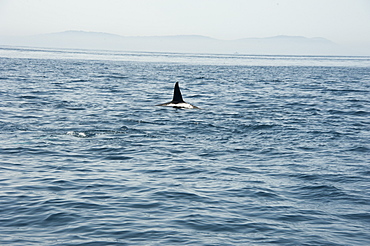 Large male orca in the Straits of Gibraltar, Europe