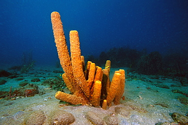 Yellow tube sponge (Aplysina fistularis), Dominica, West Indies, Caribbean, Central America