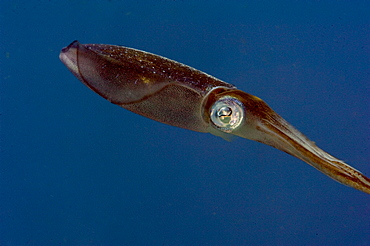 Caribbean reef squid (Sepioteuthis sepioidea), Dominica, West Indies, Caribbean, Central America