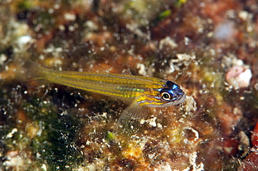 Peppermint goby (Coryphopterus lipernes), Dominica, West Indies, Caribbean, Central America