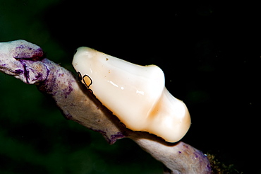 Flamingo tongue (Cyphoma gibbosum), Dominica, West Indies, Caribbean, Central America