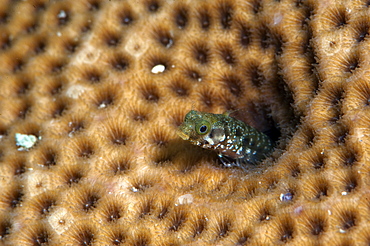 Roughhead blenny (Acanthemblemaria aspera), Dominica, West Indies, Caribbean, Central America