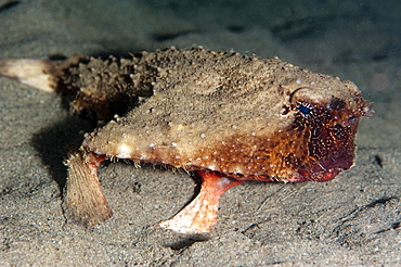 A rare rough back walking batfish (Ogcocephalus parvas) that usually lives at depth to 300m, Dominica, West Indies, Caribbean, Central America