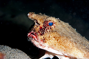 A rare longnose walking batfish (Ogcocephalus corniger) that usually lives at depths to 300m, Dominica, West Indies, Caribbean, Central America