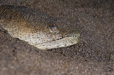 King spotted snake eel (Ophichthus ophis), Dominica, West Indies, Caribbean, Central America