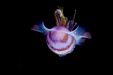 Caribbean reef squid (Sepioteuthis sepioidea), Dominica, West Indies, Caribbean, Central America