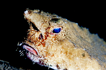 A rare longnose walking batfish (Ogcocephalus corniger) that usually lives at depths to 300m, Dominica, West Indies, Caribbean, Central America