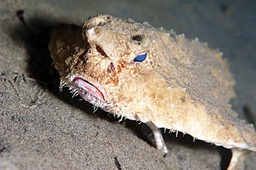 A rare longnose walking batfish (Ogcocephalus corniger) that usually lives at depths to 300m, Dominica, West Indies, Caribbean, Central America