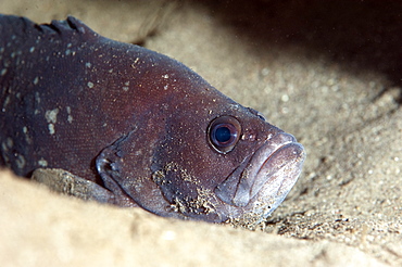 Whitespotted soapfish (Rypticus maculatus), Dominica, West Indies, Caribbean, Central America