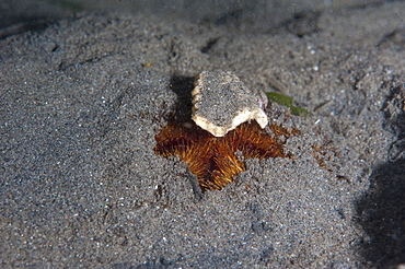 Camouflaged sea urchin, Dominica, West Indies, Caribbean, Central America