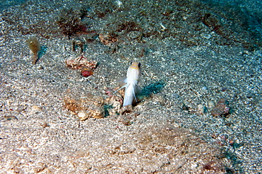 Yellowhead jawfish (Opistognathus aurifrons), Dominica, West Indies, Caribbean, Central America